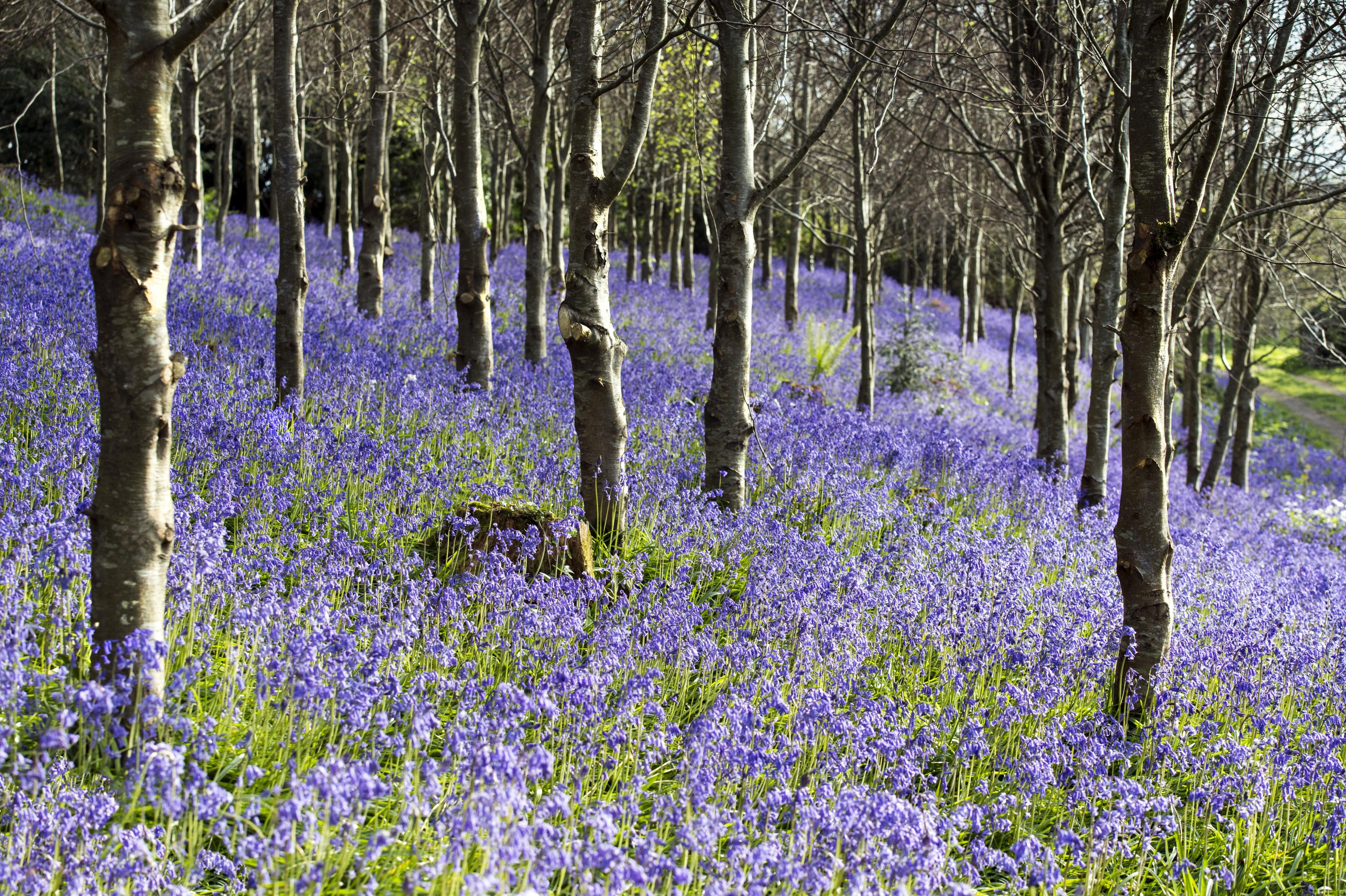 Photo of Forrest with Blue Bells