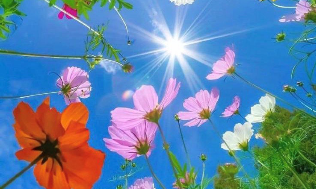 Photo of flowers and sun shine